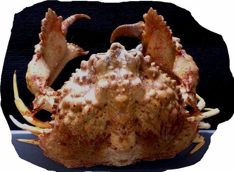 Calappa gallus (Herbst, 1803).jpg